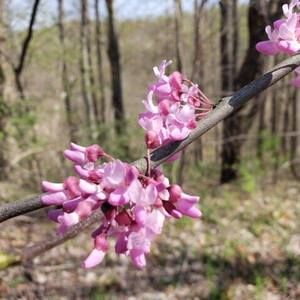 Meet your Posher, Shelley